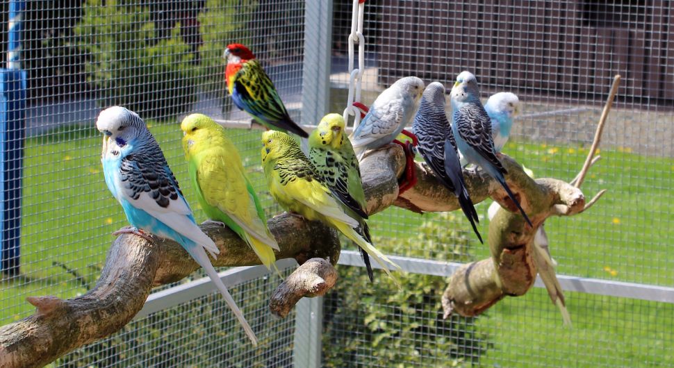 birds-sitting-on-perch-in-wire-mesh-aviary