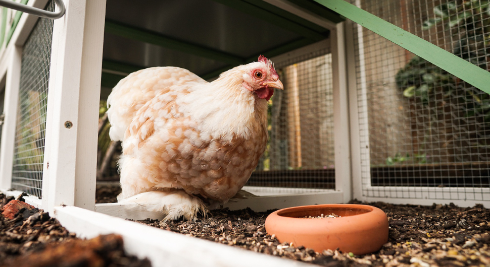 Chicken in a chicken run made of wire hex mesh