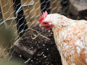 chicken wire coop