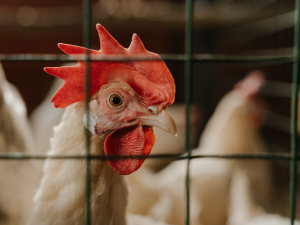chicken wire mesh material for chicken coop