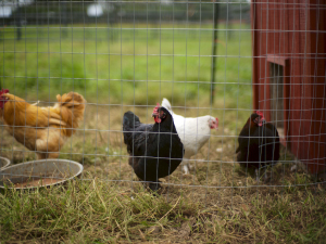 hardware cloth for chicken coops