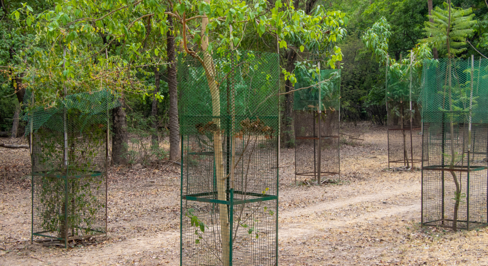 tree guards held by wire mesh.