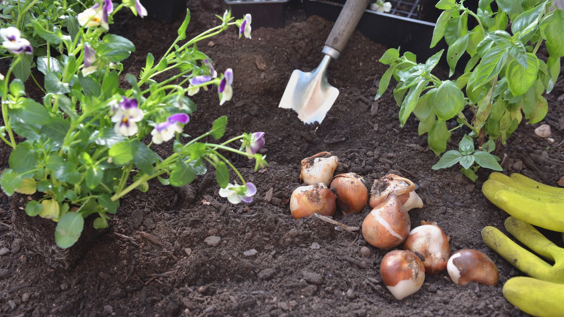 Flower bulbs sit on top of garden soil next to a spade, gardening gloves, and and freshly planted basil and purple flowers.