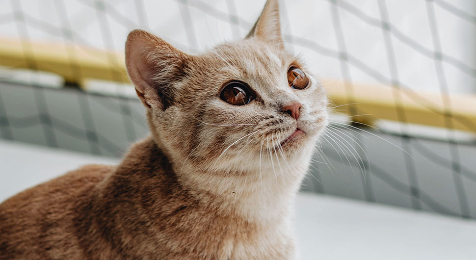 kitten-inside-mesh-catio