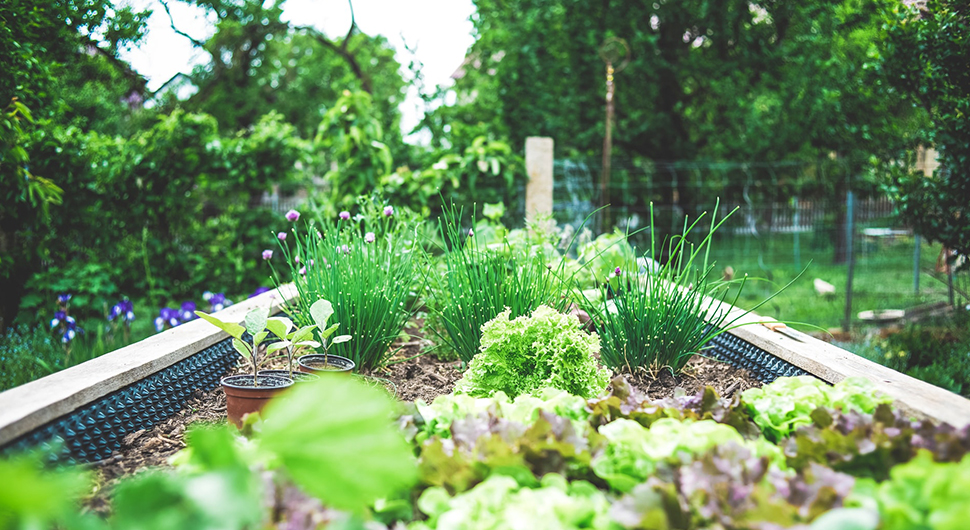 6 Ways Wire Mesh Helps Gardens Grow