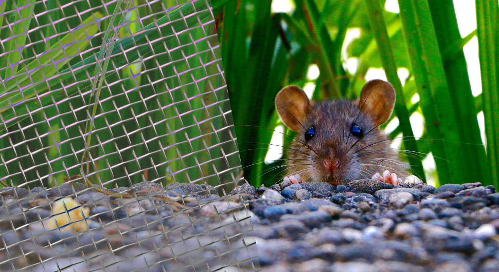 rat sitting behind rocks in garden under mesh.