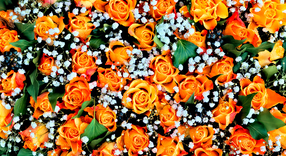 orange-roses-and-babys-breath