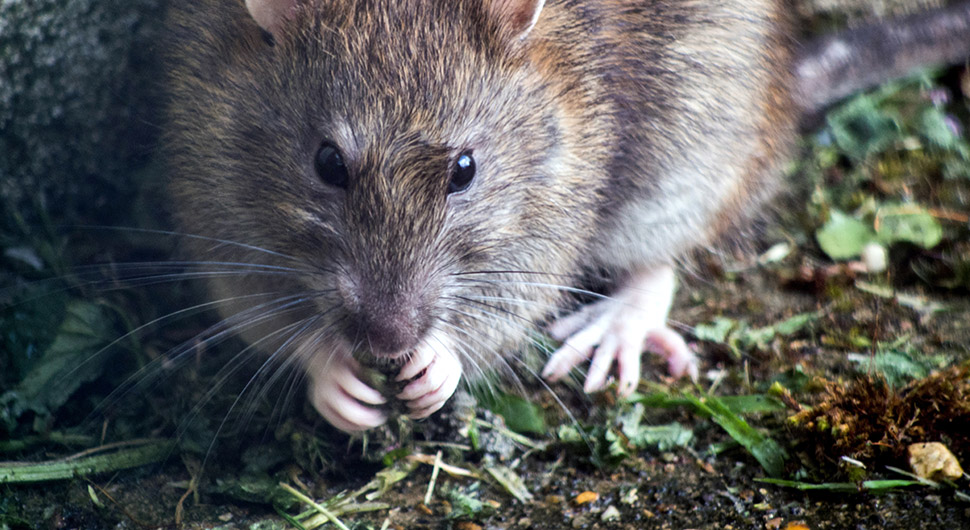 rodent-outside-eating-food