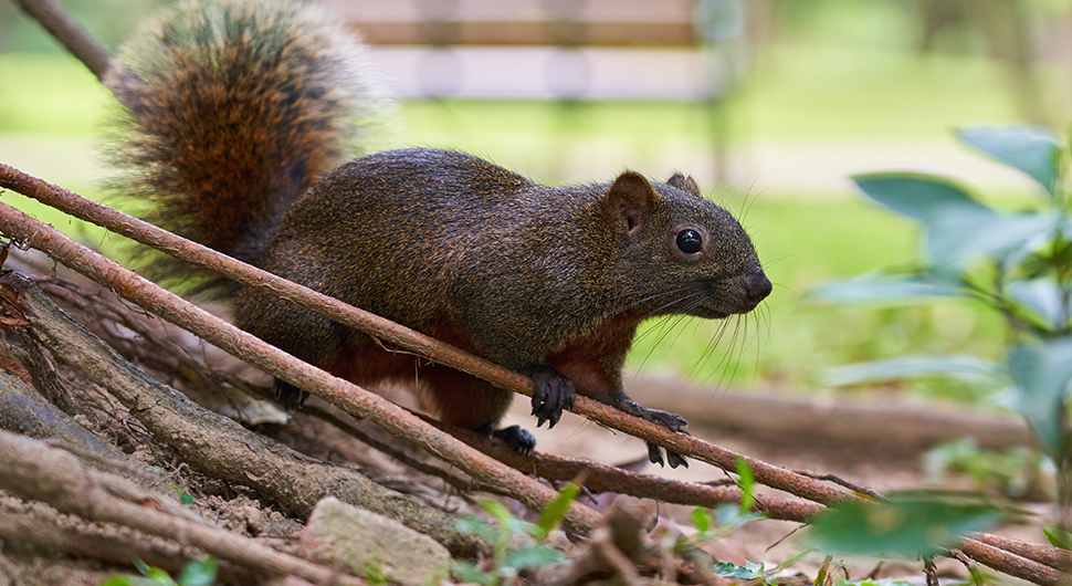 squirrel-in-yard