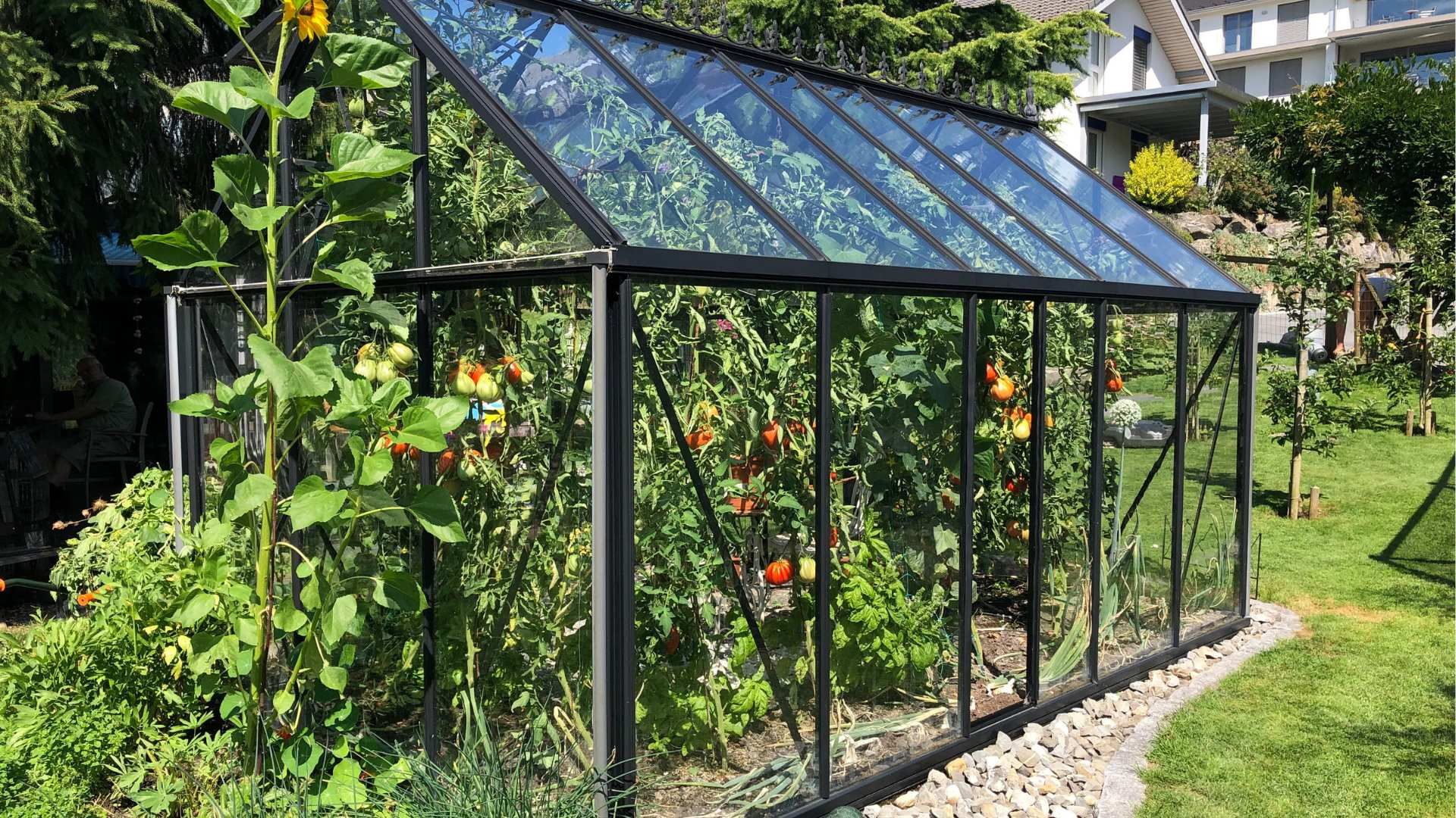 Greenhouse with glass walls.