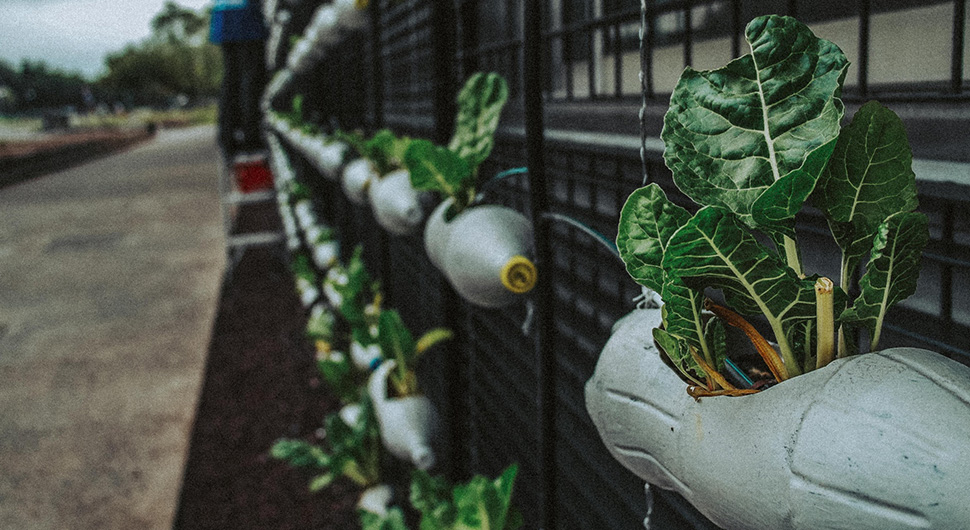 vertical-vegetable-garden-using-wire-mesh