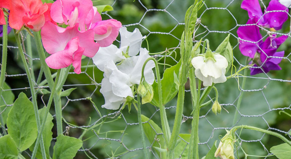 garden-hex-mesh-fence