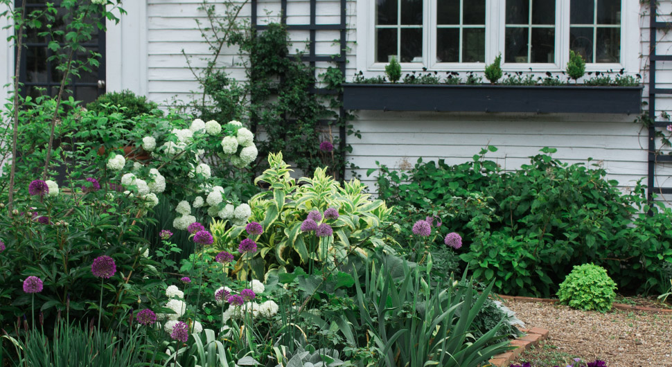 yard-with-tall-plants