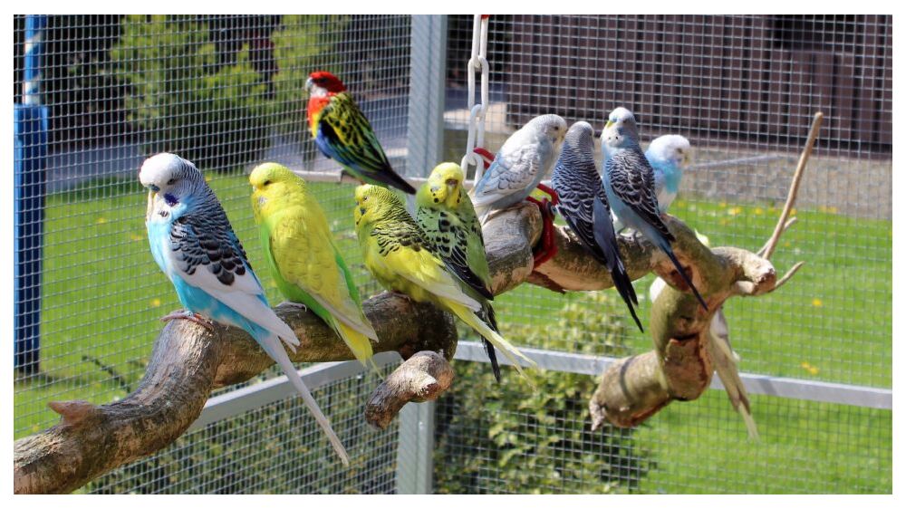 How Do I Choose the Best Aviary Wire Mesh?
