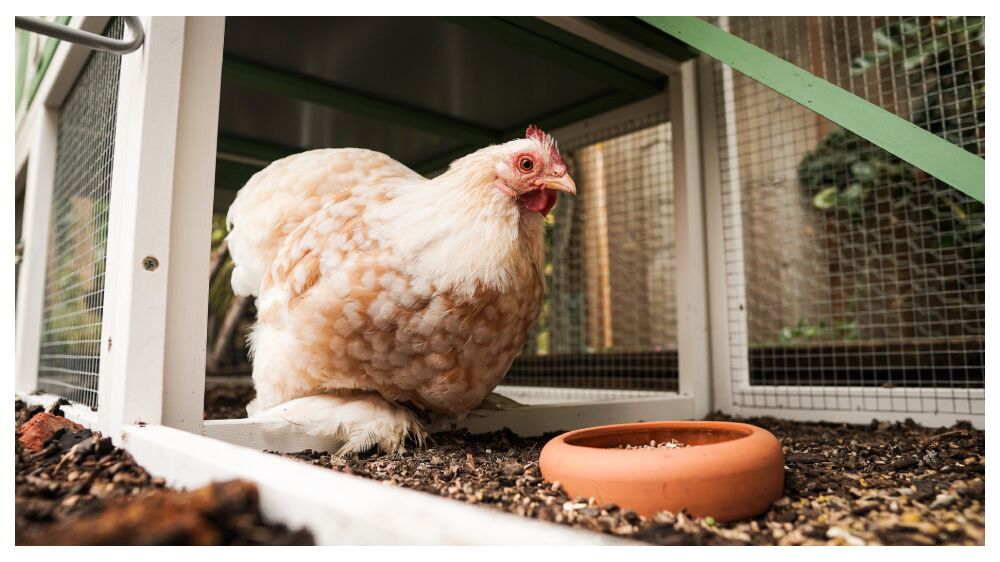 What is the Best Wire for a Chicken Run?