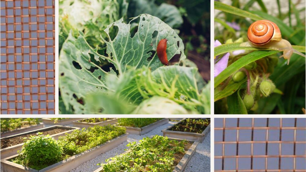 Copper Mesh: Your Eco-Friendly Weapon Against Slugs & Snails