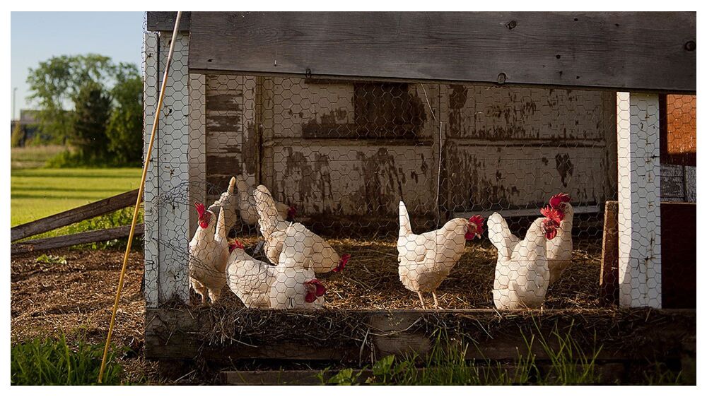 Wire Mesh Chicken Coops & Homesteading: What Should You Know?