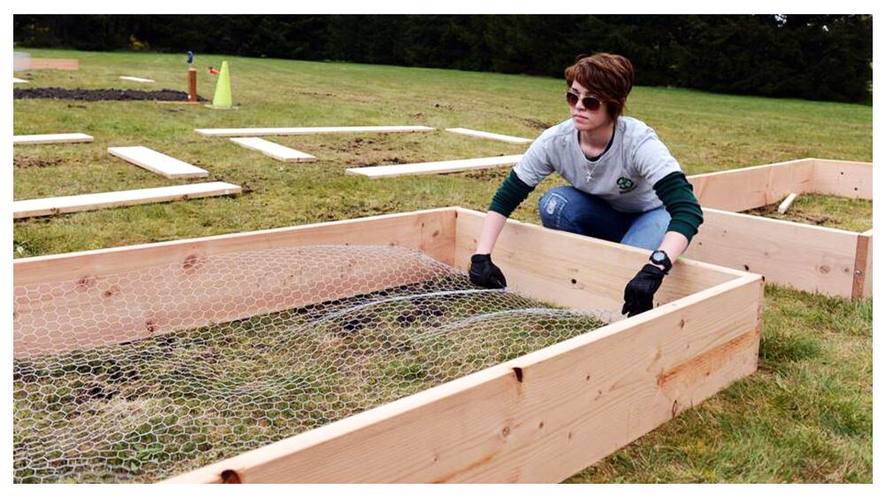 5 Creative Ways to Use Chicken Wire in Your Landscaping