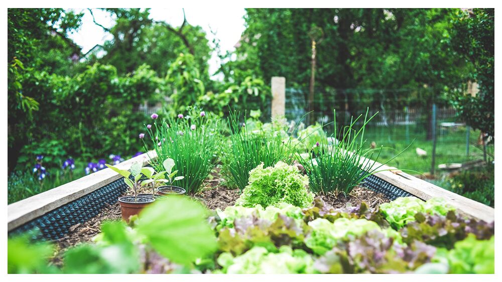6 Ways Wire Mesh Helps Gardens Grow