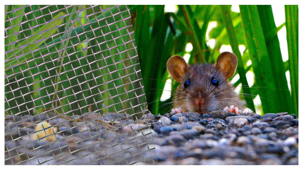 DIY Guide to Rat Control Using Wire Mesh