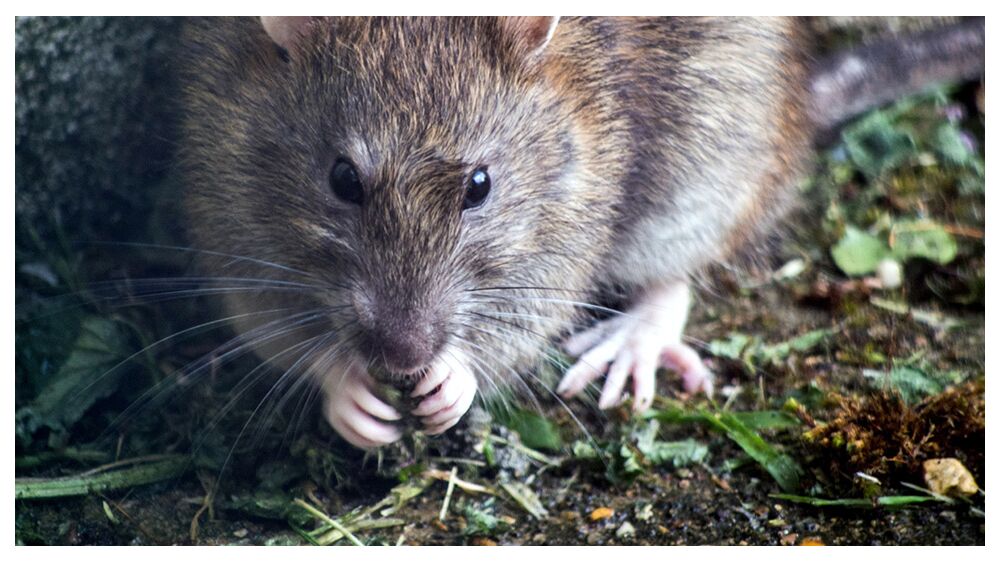 Galvanized Wire Mesh is the Top Choice for Rat & Mouse Control