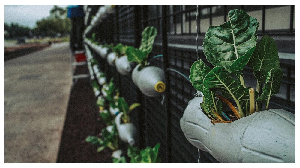 5 Wire Mesh Vertical Garden Design Ideas 