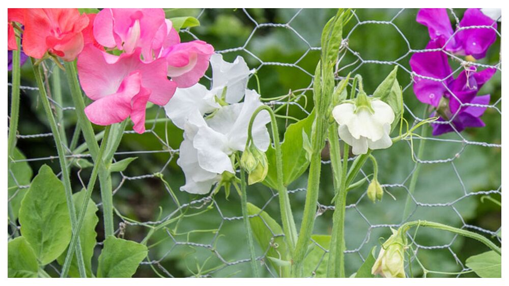 Wire Mesh Gabion Ideas for Gardens