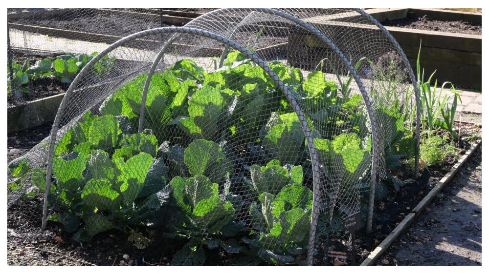 10 Outdoor Uses for Galvanized Wire Mesh