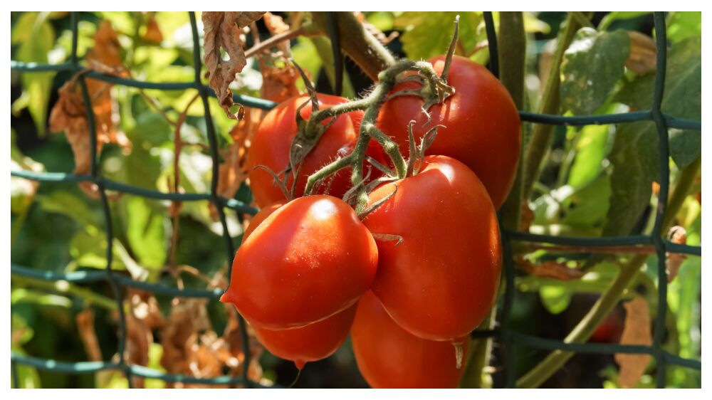 How to Plan Your Vegetable Garden Using Wire Mesh