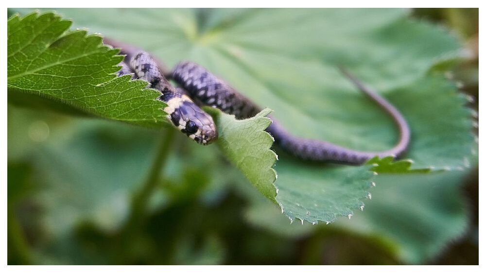 How Does a Snake Fence Work?