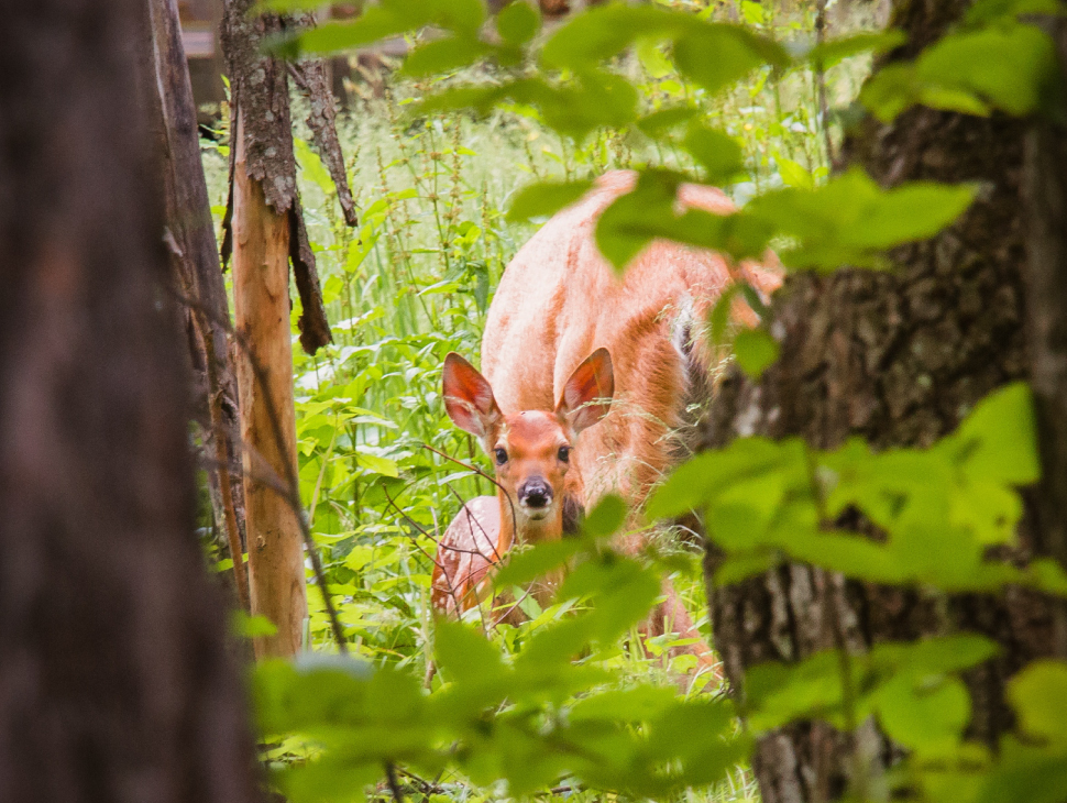 A deer peeks through a forest filled with green leafy trees,