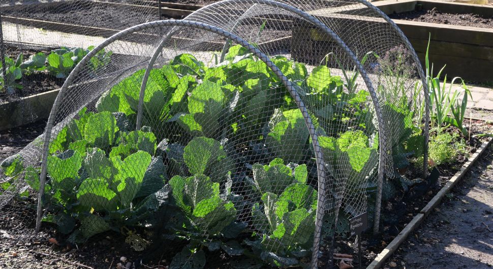 Galvanized wire mesh covers a raised plant bed to keep pests away.