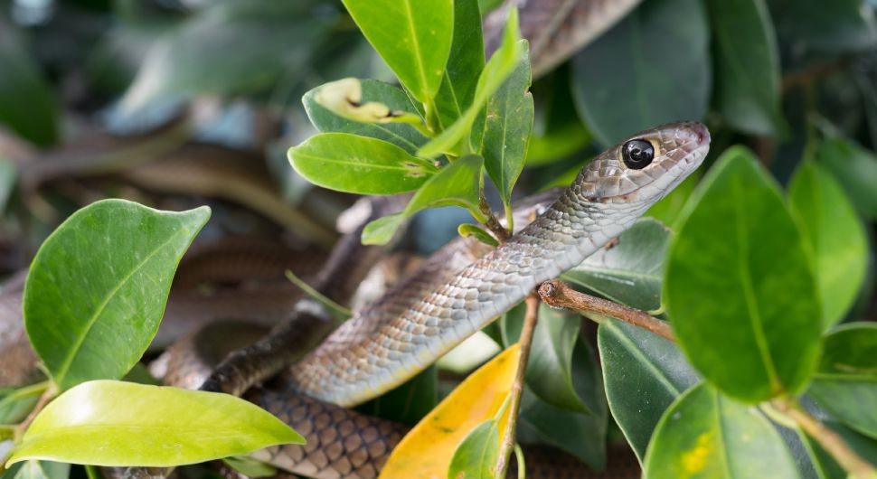 snake moving through a tree in a garden