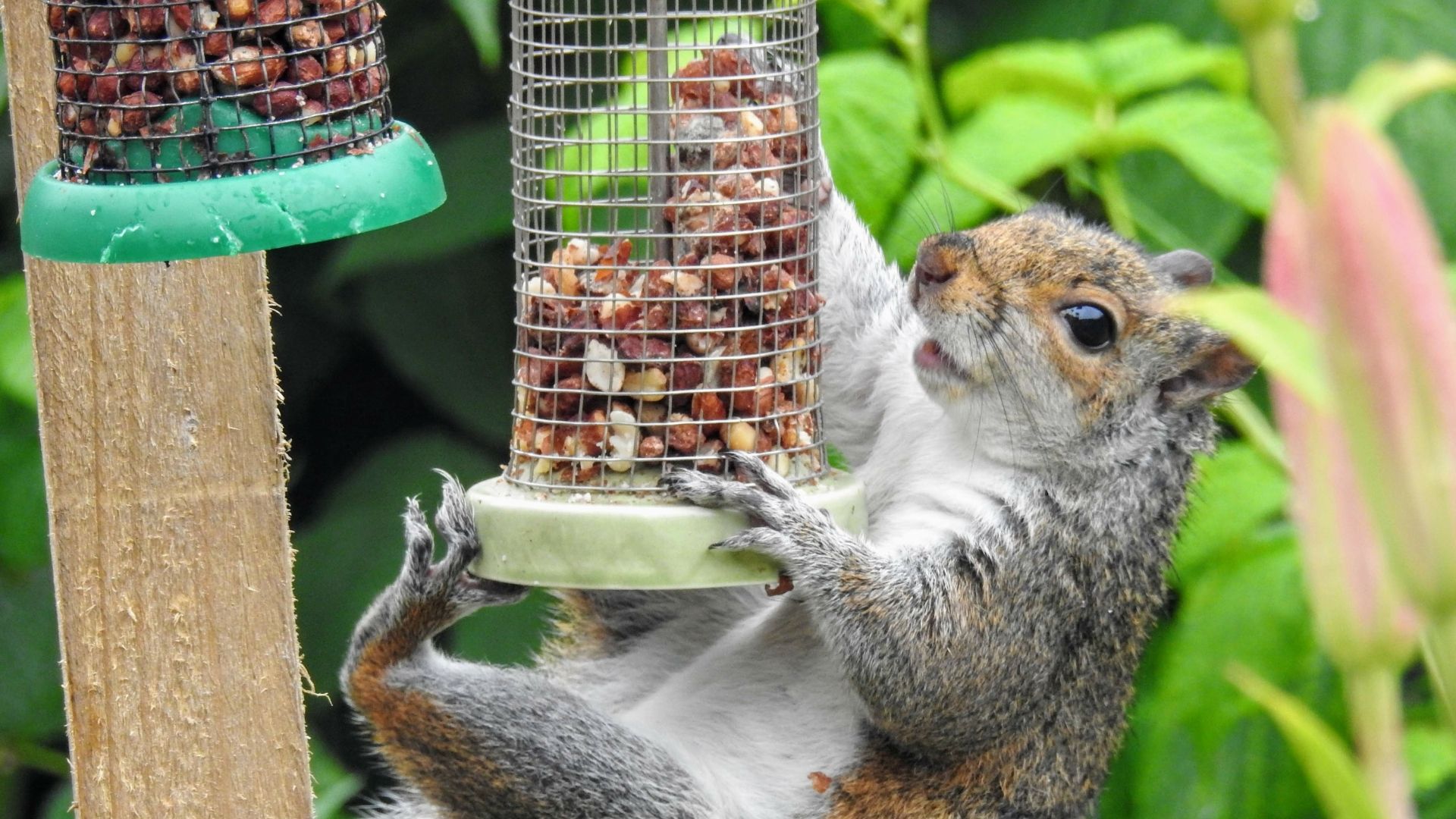 Squirrel hanging from bird feeder.