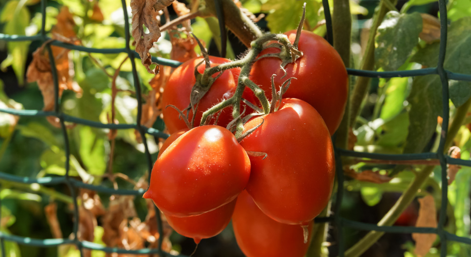 tomato-vegetables-on-vine-in-garden