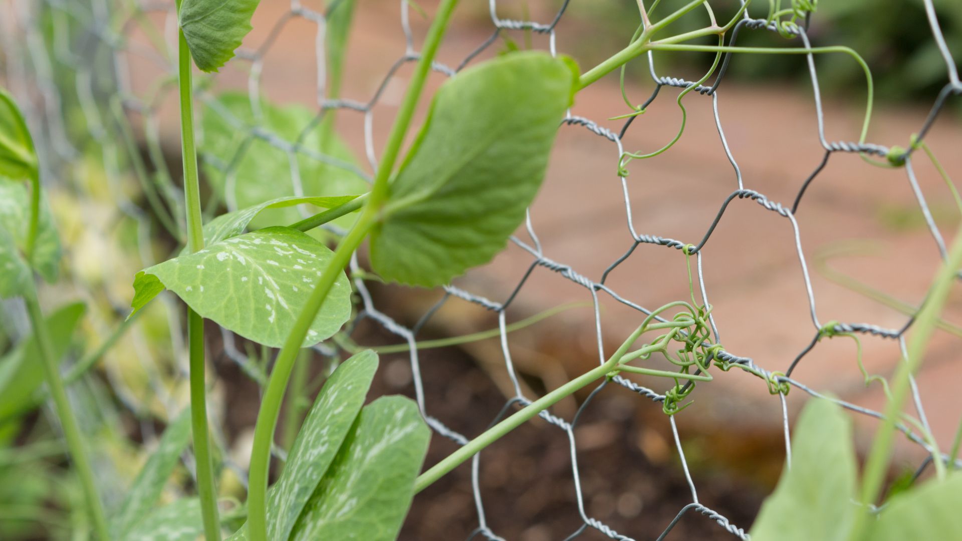 plant wrapping around wire mesh fence in garden.