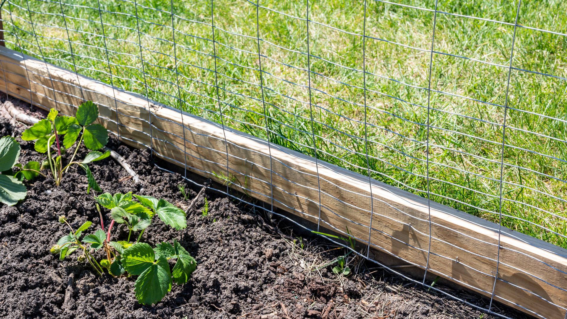 A chicken wire fence attached to a wood frame encircles a vegetable garden.
