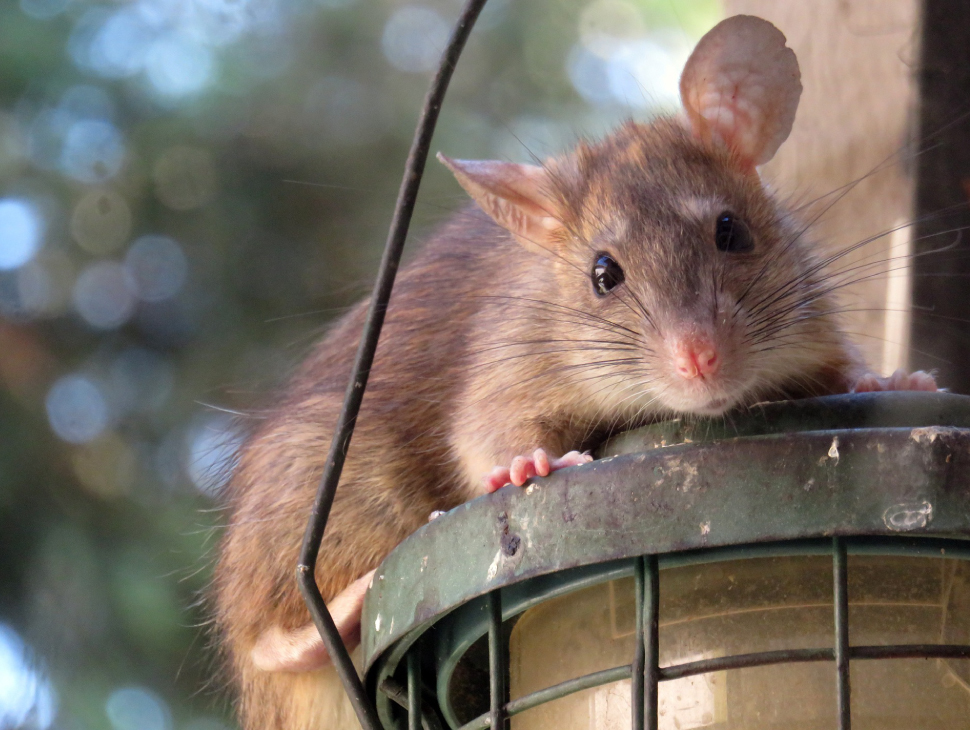 A brown rat sits on top of a home's outdoor lighting fixture.
