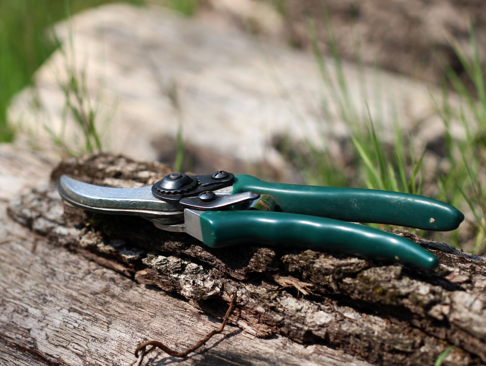 Pruning shears with green rubber handles have been placed on a log.