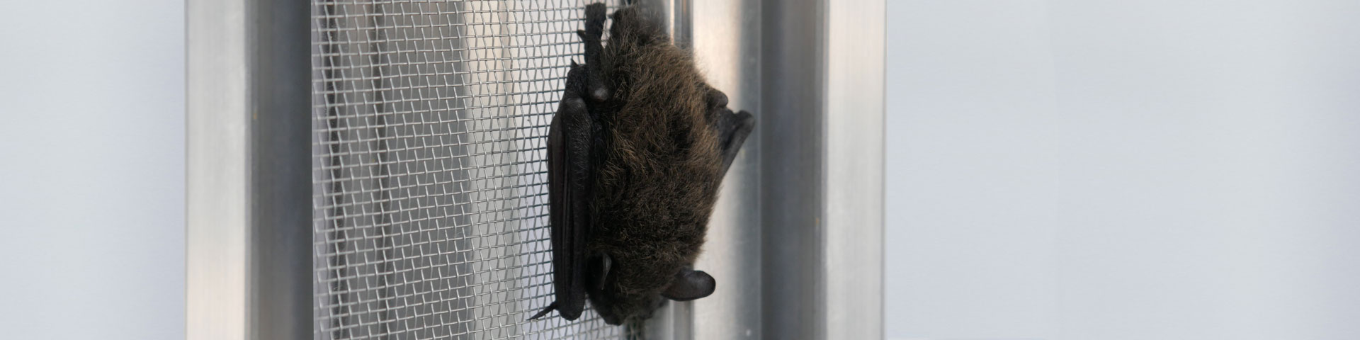 Bat Control Mesh