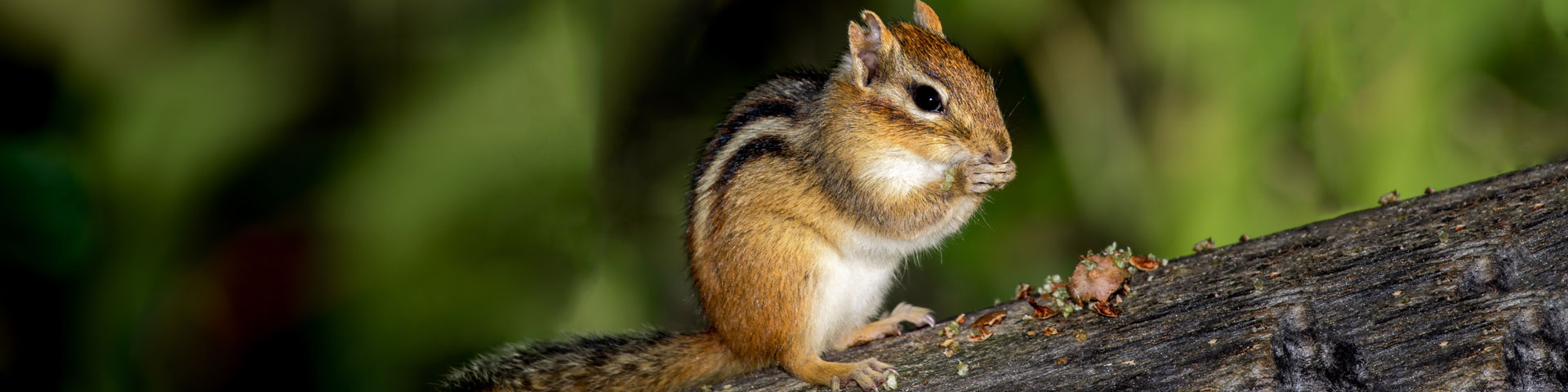 Chipmunk Control Mesh