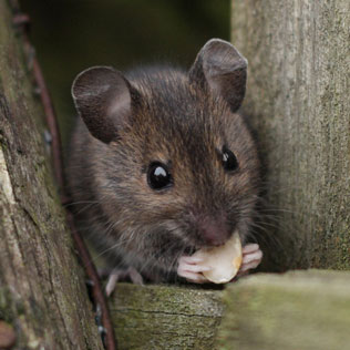 Pest Control