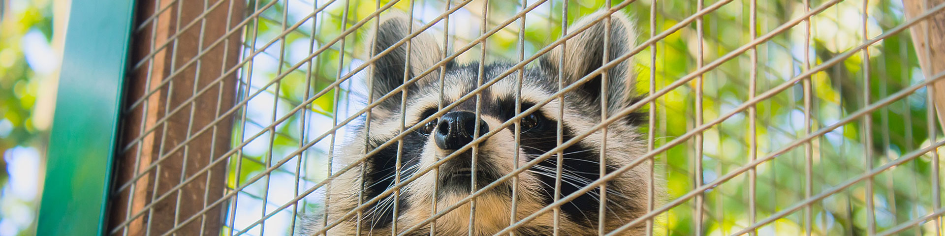 Raccoon & Possum Control Mesh