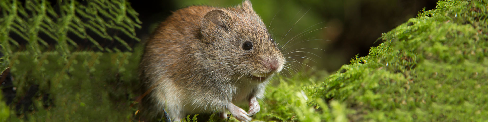 Vole Control Wire Mesh 