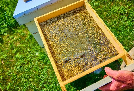 Pollen Traps