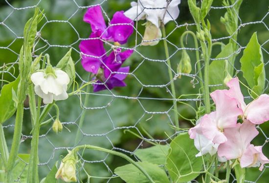 Wire Mesh for Garden Use