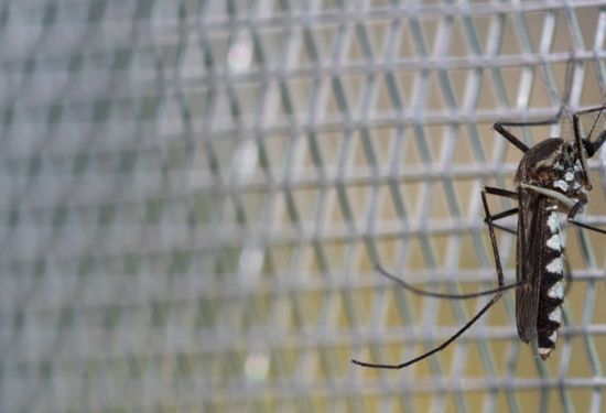 Wire Mesh for Insect Screens
