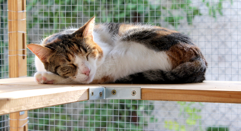 Brown and white cat takes a nap in a catio made from wire mesh.