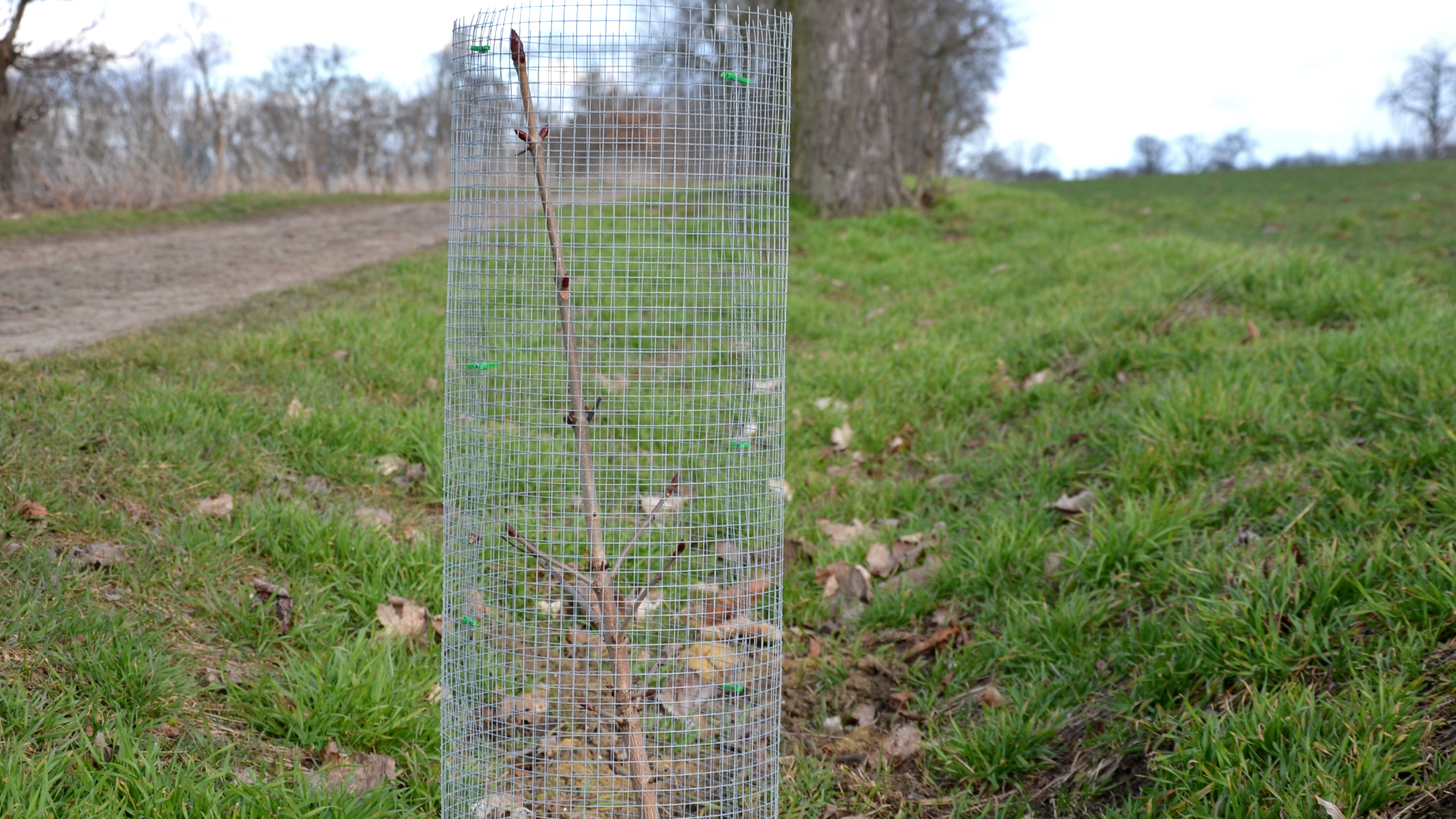 Wire mesh tree guard surrounds a new sapling in a green field.