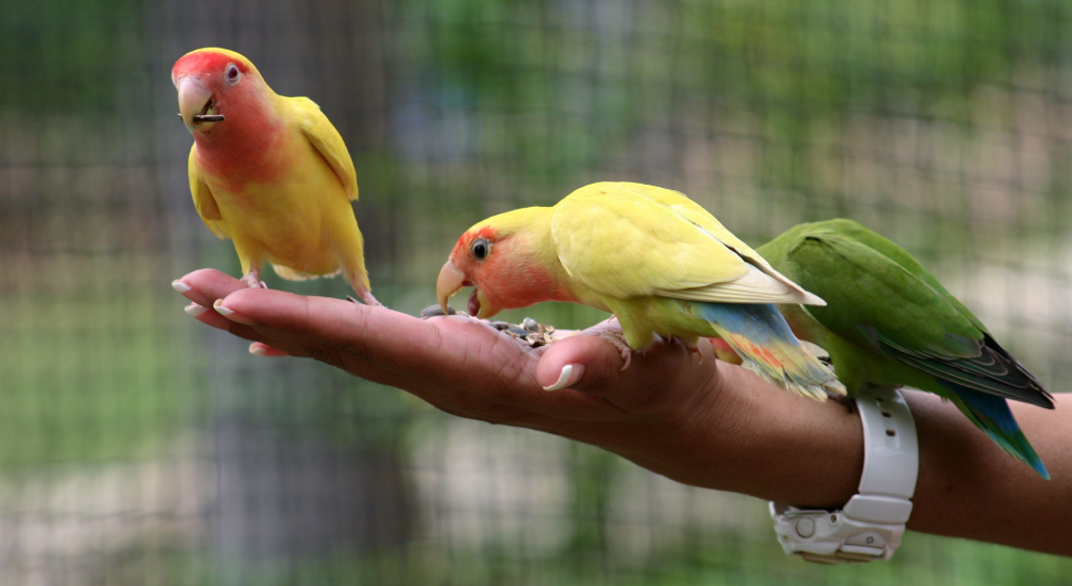 A woman feeds seeds to three brightly colored parakeets inside an aviary made from wire mesh.
